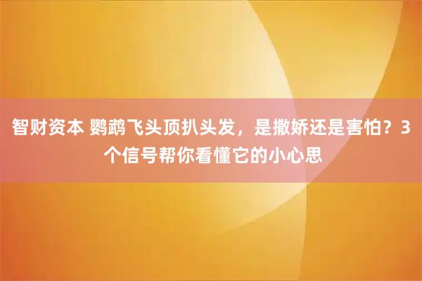 智财资本 鹦鹉飞头顶扒头发，是撒娇还是害怕？3 个信号帮你看懂它的小心思